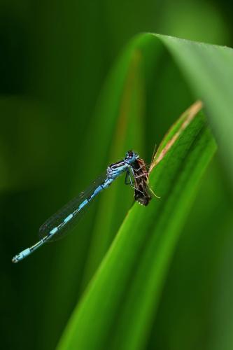 Réf. 298 238 : Coenagrion mercuriale